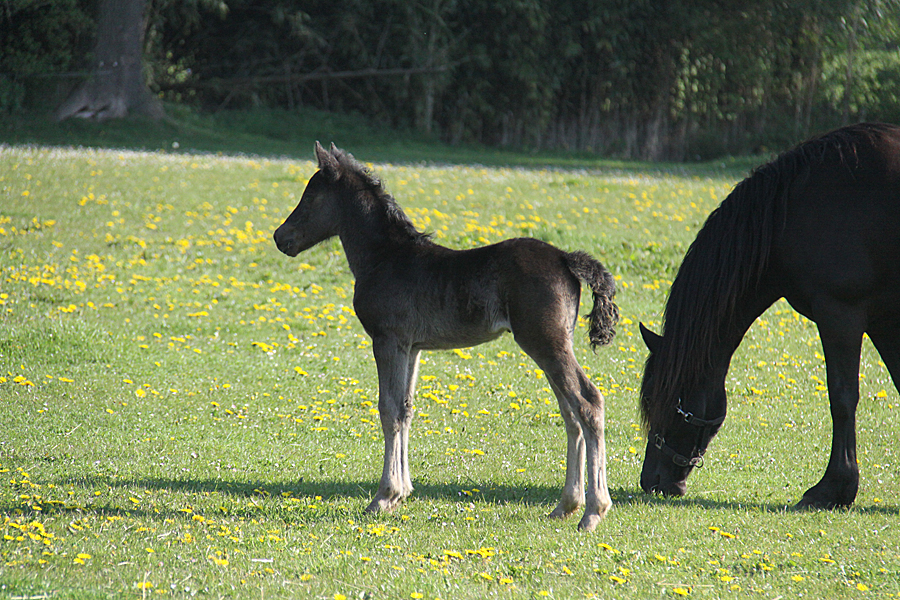 Welsh Cob CoCo 0145